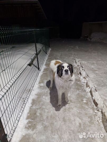 Московская сторожевая вязка