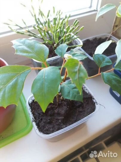 Комнатные цветы