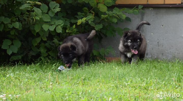 Щенки кавказской овчарки