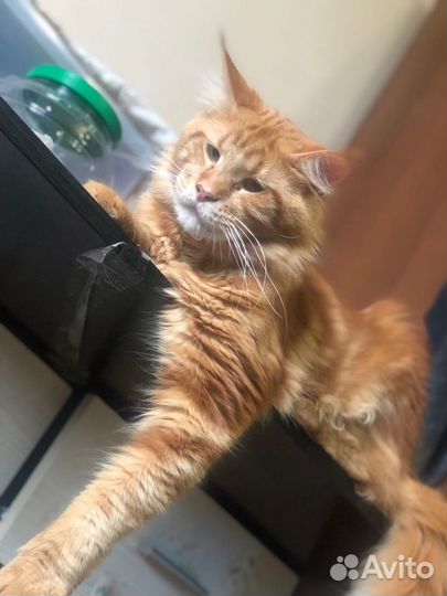 Мейн-кун вязка