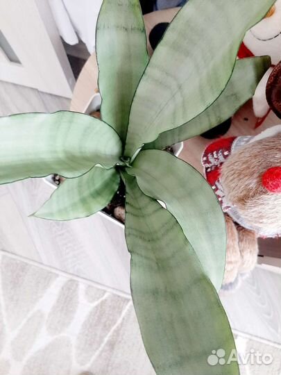 Сансевиерия муншайн