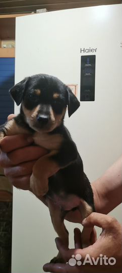 Щенки цверпинчера