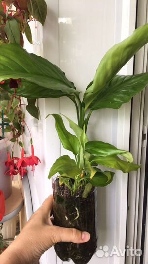 Спатифиллум (женское счастье)