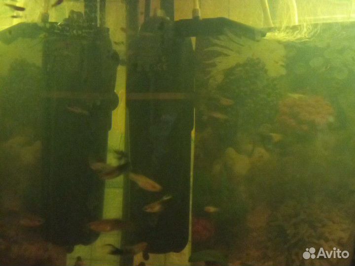 Рыбки гуппи