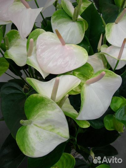 Антуримы намора, спирит и свит дрим