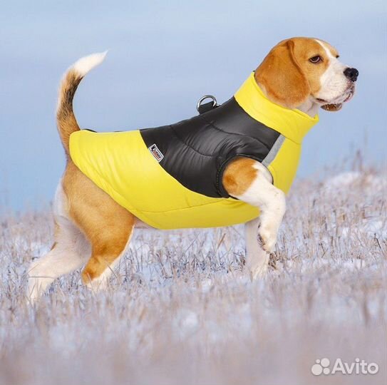 Новая одежда для больших и средних собак