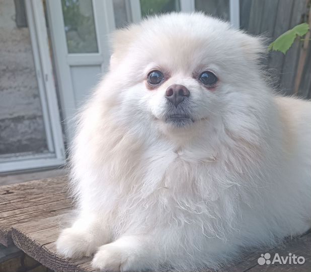 Шпиц вязка девочка