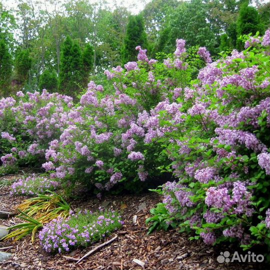 Сирень карликовая Мисс Ким