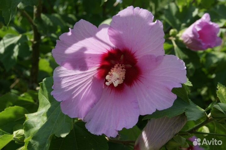 Гибискус, герань разная