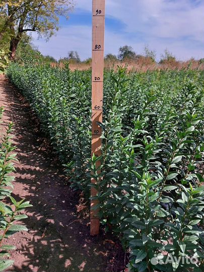 Бирючина на живую изгородь