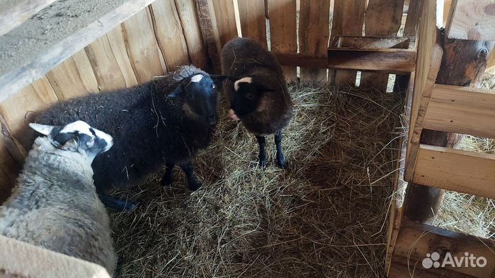Продаются овцы и бараны