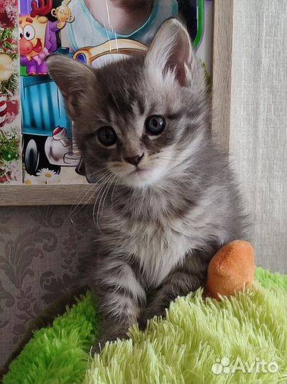 Котята мейн-кун