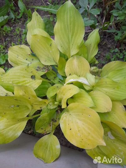 Хоста декоративный многолетник