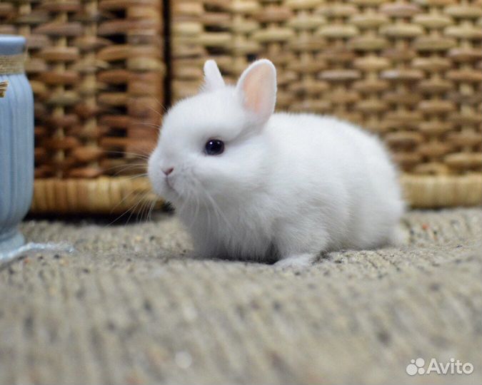Мини карликовый кролик. Декоративный кролик