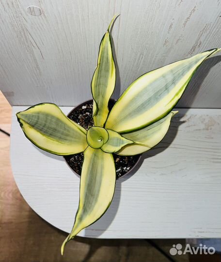 Сансевиерия Сплеш