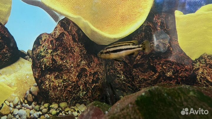 Аквариум с тумбой 200 литров