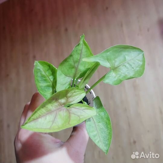 Сингониум фриклес, манго