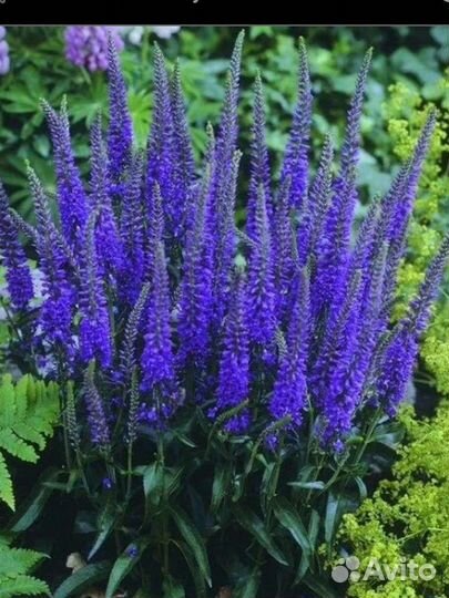 Садовые многолетники