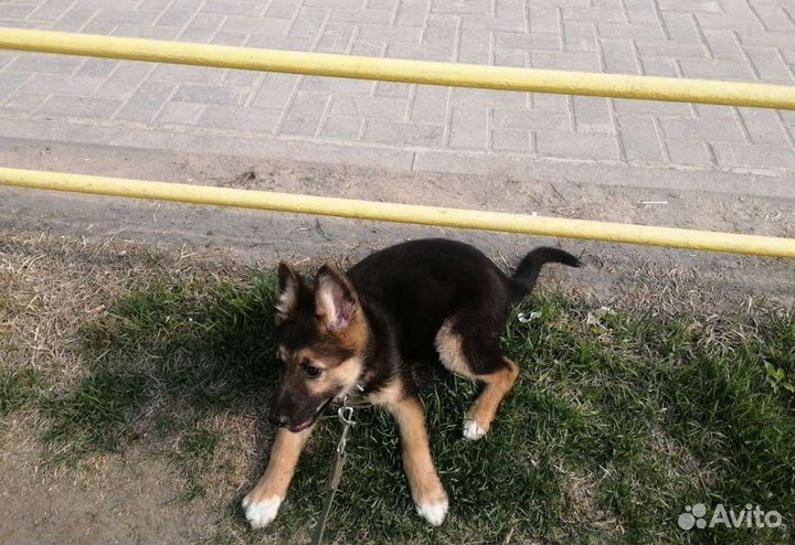 Уход за животными