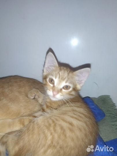 Котёнок рыжик