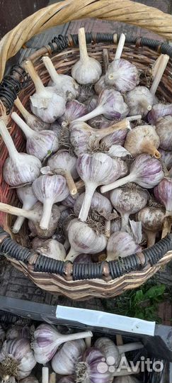 Чеснок