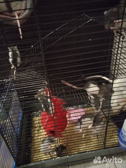 Крысята дамбо