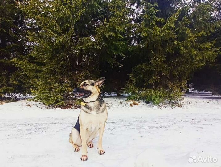 Метис восточноевропейской овчарки