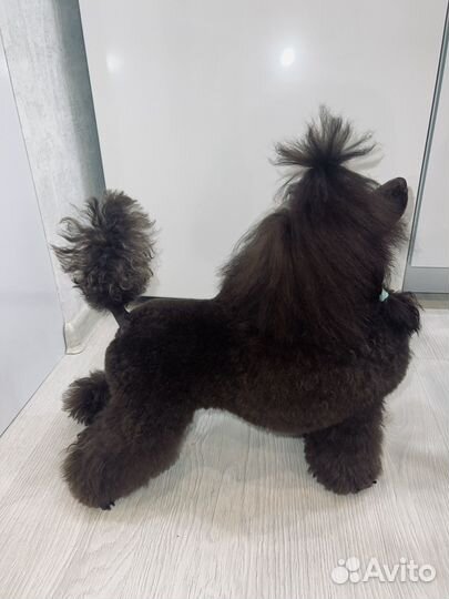 Вязка кобель пудель той