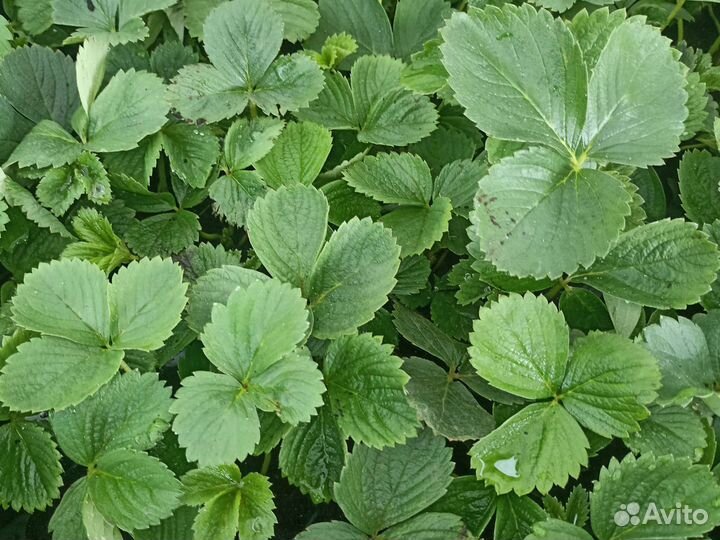 Рассада ремонтантной клубники