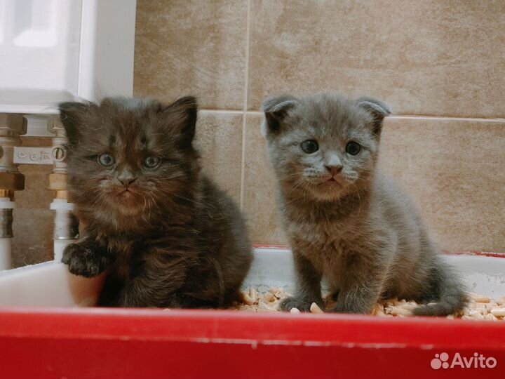 Шотландская