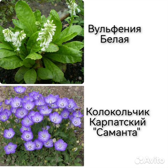 Саженцы многолетних цветов