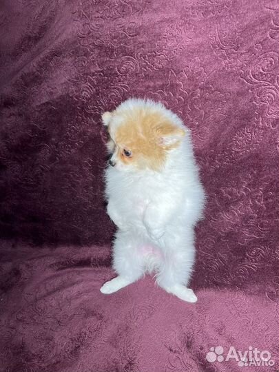 Щенки шпица мини