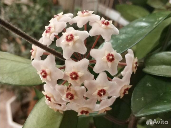 Восковой плющ Хойя