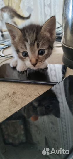 Кошки и котята