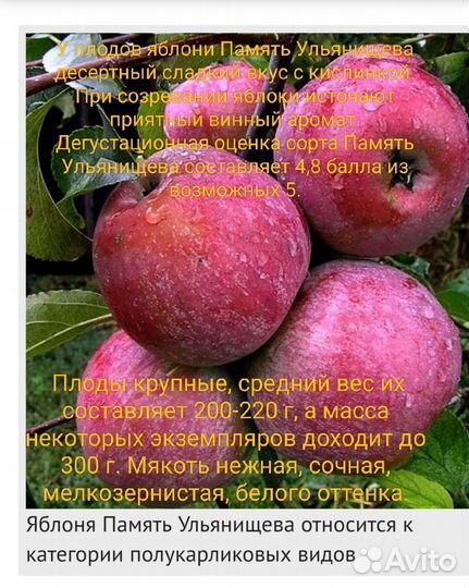 Саженцы плодовых деревьев