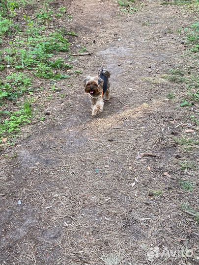 Выгул собак