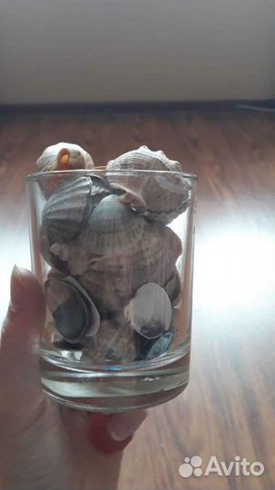 Ракушки с черного моря