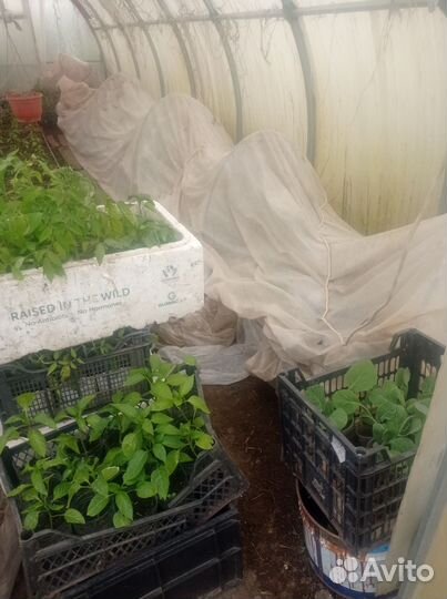 Рассада помидор,перца, кабачков, цветы