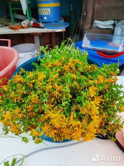 Лечебные травы