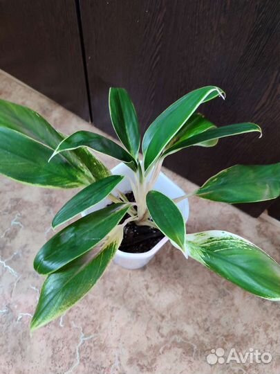 Аглоанемы сортовые