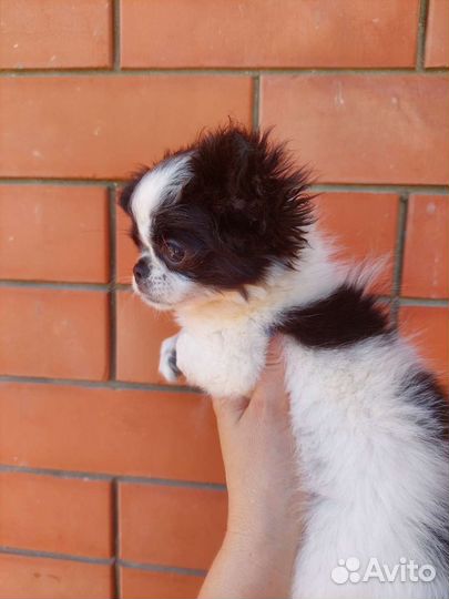 Чихуахуа мини девочка дш