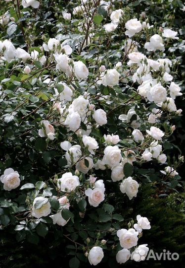 Английские розы собственно корневые саженцы