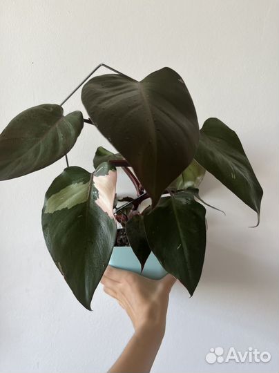 Филодендрон розовая принцесса