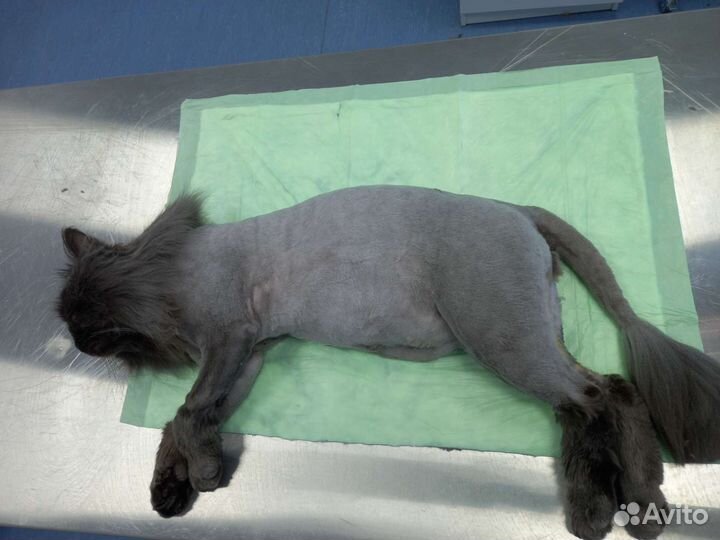 Груминг кошек