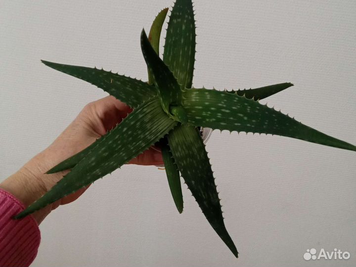 Алоэ вера (детка)