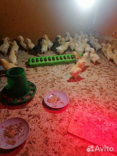 Цыплята кур несушек