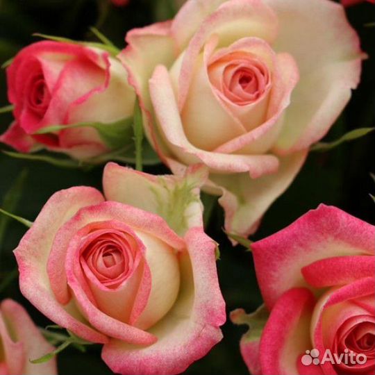 Роза Сафина. Саженцы окс