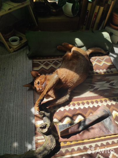 Абиссинский кот