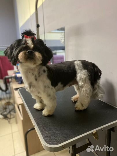 Стрижка собак у стажёра