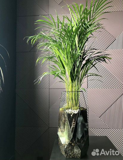 Пальма в кашпо